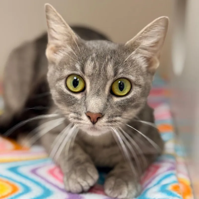 Princess thumbnail 2