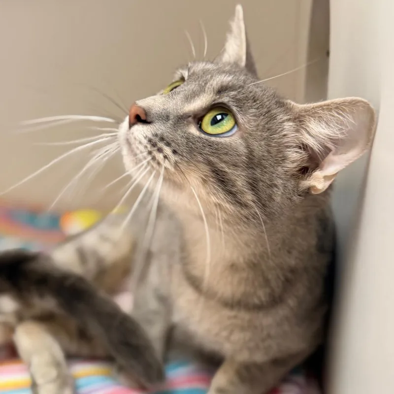 Princess thumbnail 3