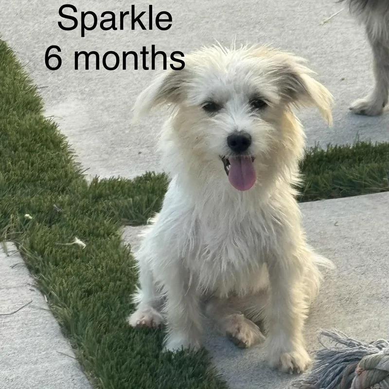 Ms. Snow Flake Sparkle thumbnail 5