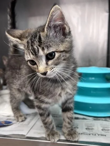 A baby small-sized female Domestic Medium Hair cat named Dewey for adoption in Houston, TX