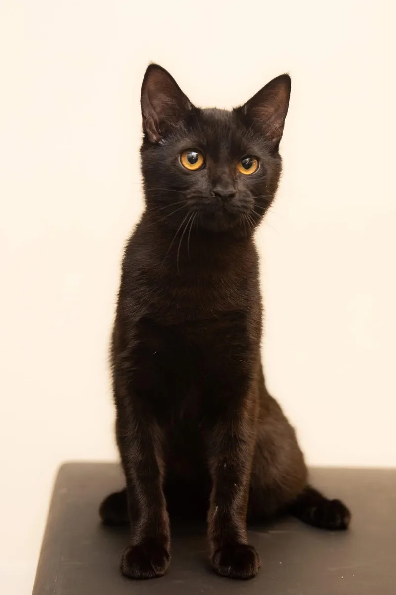 A young medium-sized male Black Domestic Short Hair cat named Ilia Meowlinin for adoption in Baltimore, MD