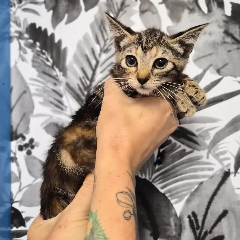 A baby small-sized female Torbie Domestic Short Hair cat named Clawdeen for adoption in Wahiawa, HI