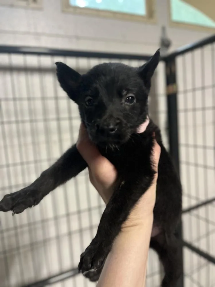 A baby small-sized female Belgian Shepherd / Malinois dog named Dnd Litter Kenku for adoption in Imlay City, MI