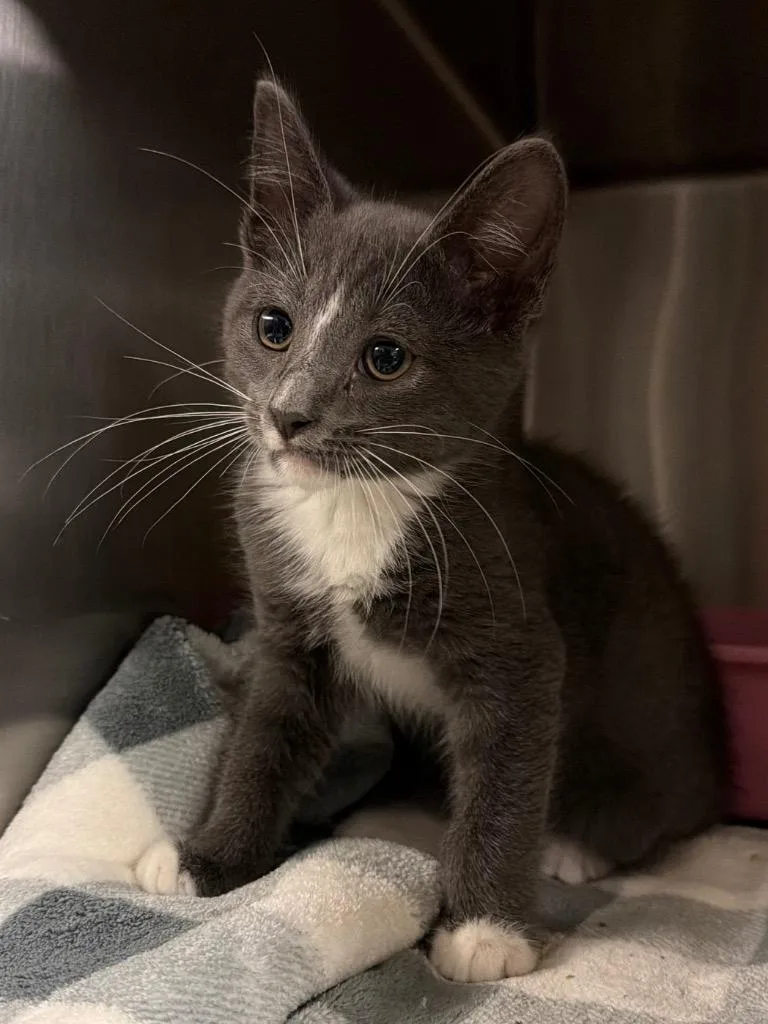 A baby small-sized male Domestic Short Hair cat named Bronco for adoption in Ocala, FL