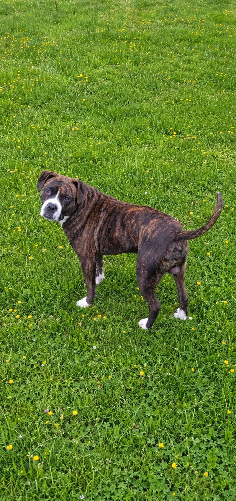 A young medium-sized male Brindle Boxer dog named B for adoption in Houston, TX