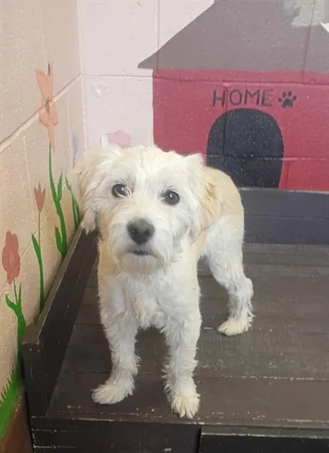 A young small-sized female Poodle dog named Cherry for adoption in Castaic, CA