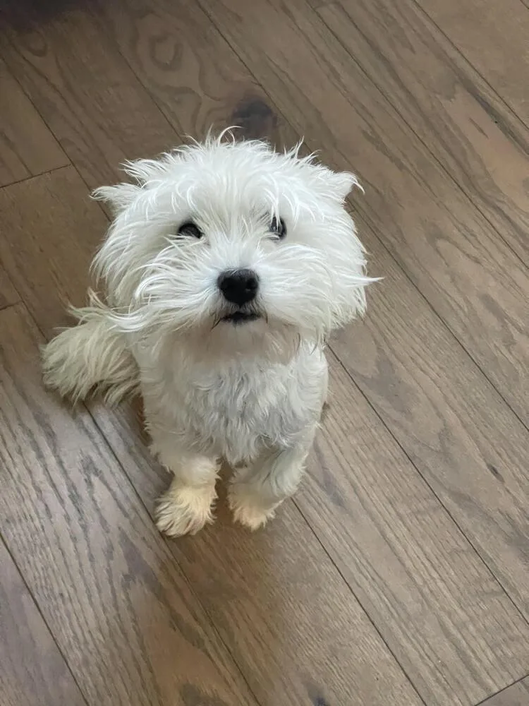 A young small-sized female White / Cream West Highland White Terrier / Westie dog named Myla for adoption in Chattanooga, TN