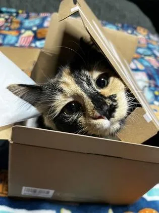 Jinx