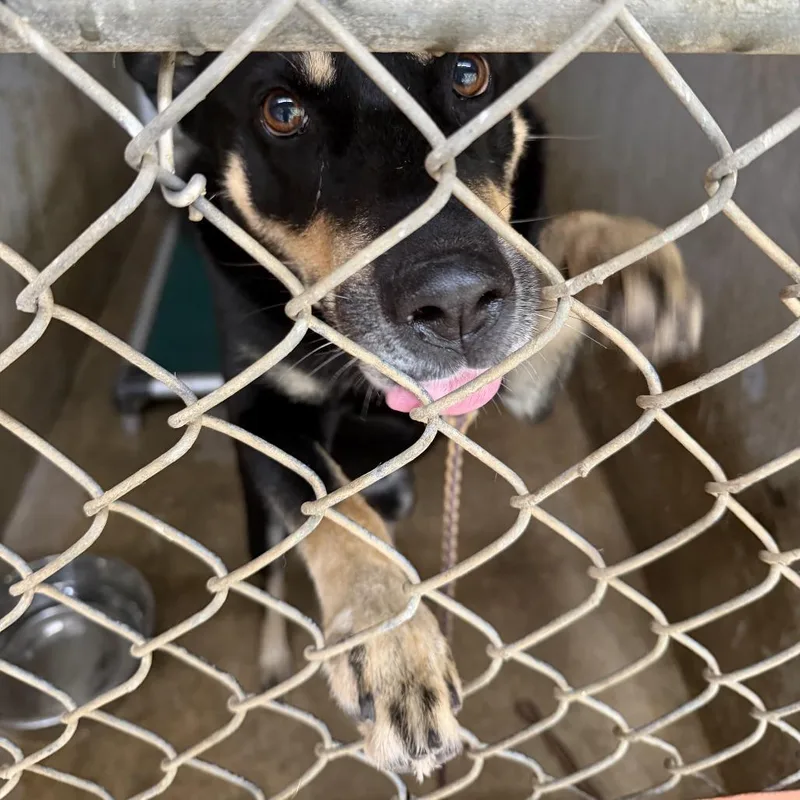 An adult large-sized female Black German Shepherd Dog dog named Matcha Latte for adoption in Austin, TX