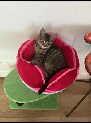A baby medium-sized female Tabby (Brown / Chocolate) Tabby cat named Athena for adoption in Mission Viejo, CA