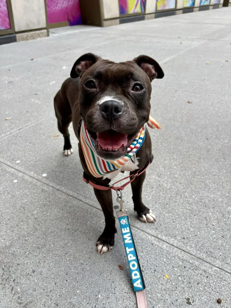 A young medium-sized female Mixed Breed dog named Poutine for adoption in New York, NY