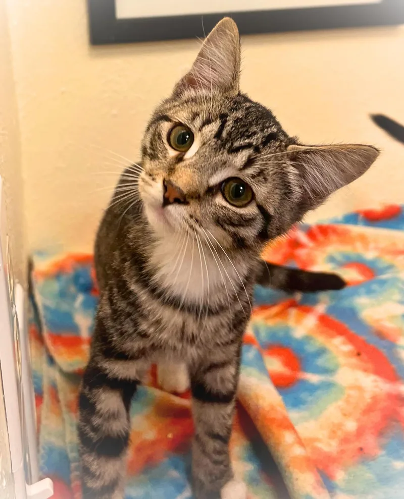 A baby small-sized male Tabby cat named Neil 'Catgrass' Tyson for adoption in The Dalles, OR