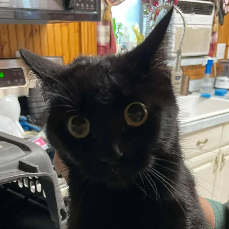 A young medium-sized female Black Munchkin cat named Vegas for adoption in Hemet, CA
