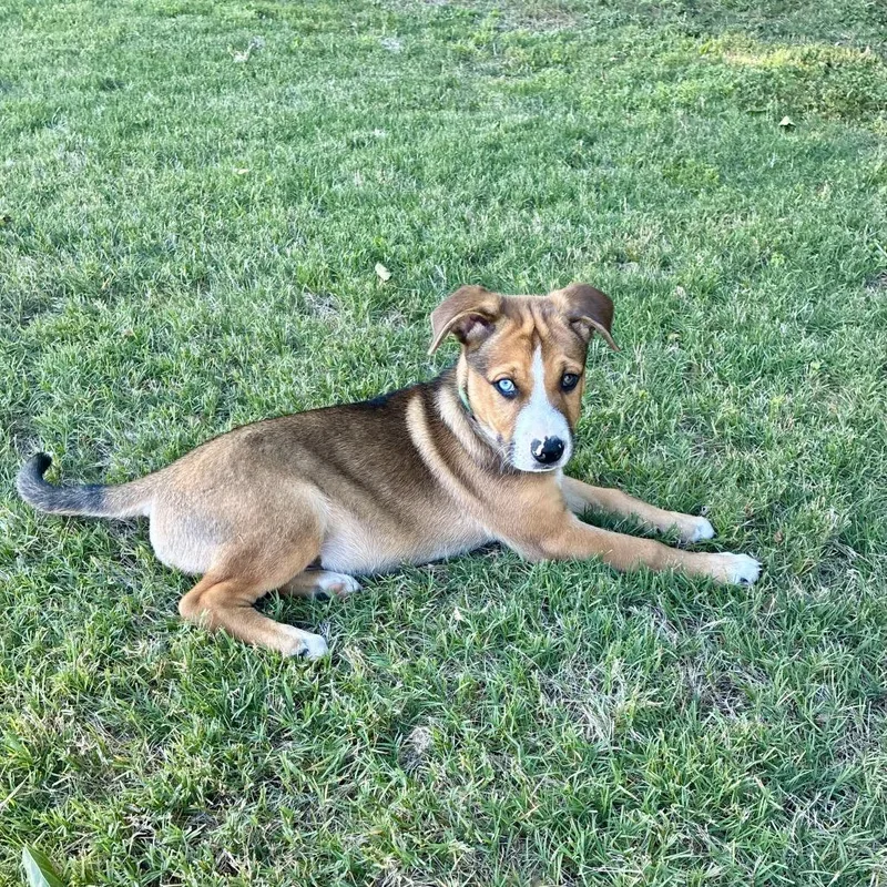 A baby medium-sized male Brown / Chocolate Mixed Breed dog named Flint for adoption in Huntsville, AL