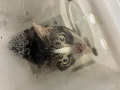 An adult small-sized male Domestic Short Hair cat named Four for adoption in Gainesville, FL