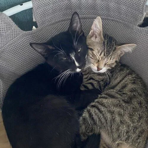 A baby small-sized male Domestic Short Hair cat named Skipper for adoption in Tampa, FL
