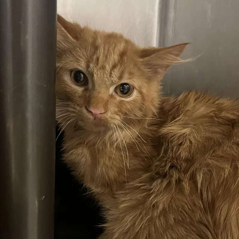 A baby small-sized male Domestic Long Hair cat named Mayor for adoption in Owosso, MI