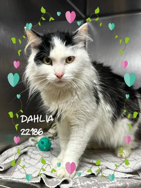 Dahlia thumbnail 2