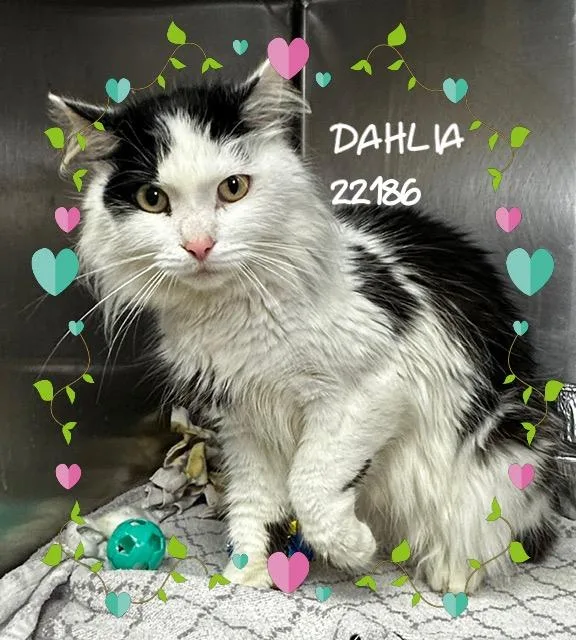 Dahlia thumbnail 3