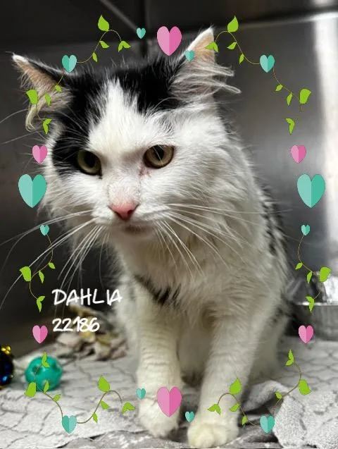 Dahlia thumbnail 4