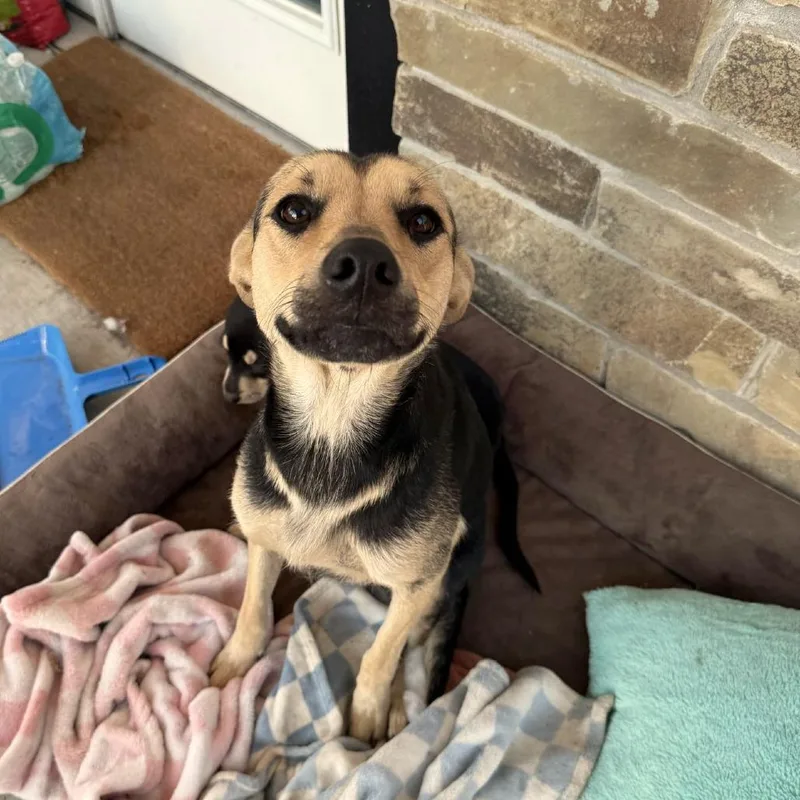 An adult medium-sized female Black Jack Russell Terrier dog named Mama for adoption in Livingston, TX