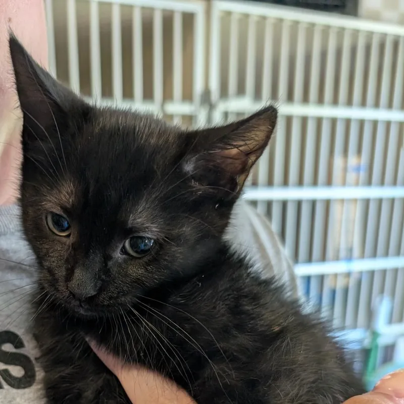 A baby small-sized female Black Domestic Short Hair cat named Tomato for adoption in Calverton, NY