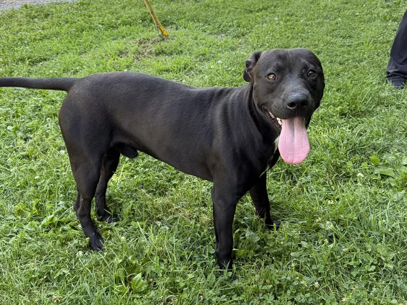 An adult medium-sized male Black Mixed Breed dog named Clifty for adoption in Leitchfield, KY