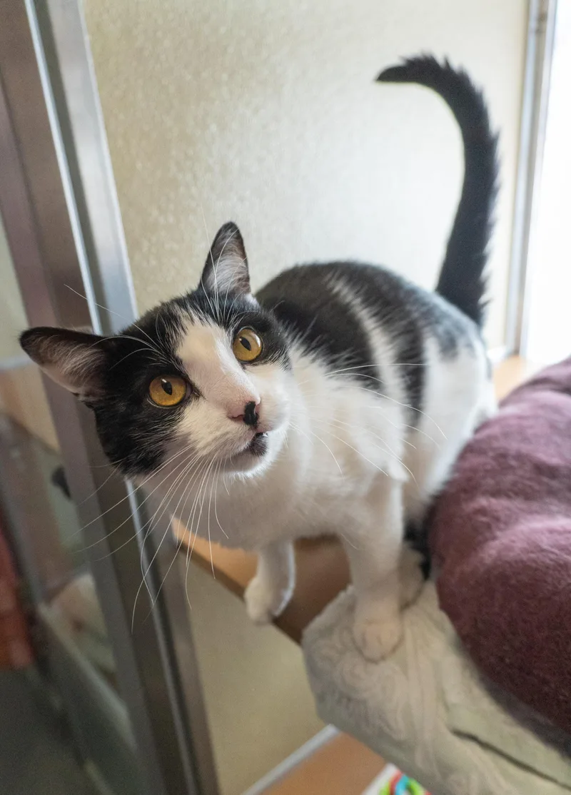 An adult medium-sized female Black & White / Tuxedo Domestic Short Hair cat named Tini for adoption in Encinitas, CA