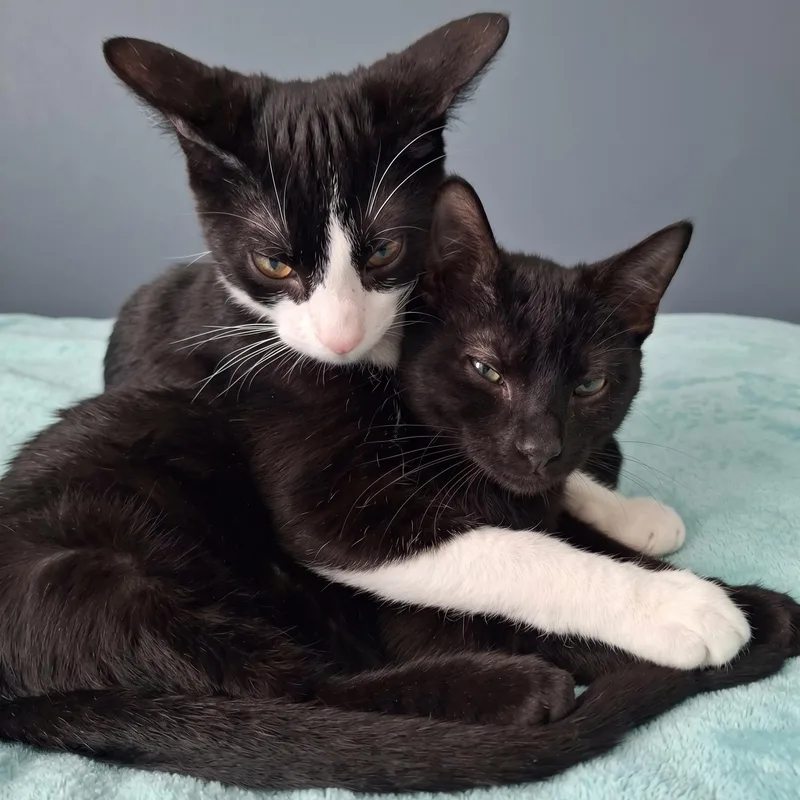 A baby large-sized male Black American Shorthair cat named ShadowPuff and Lucky for adoption in Allen, TX