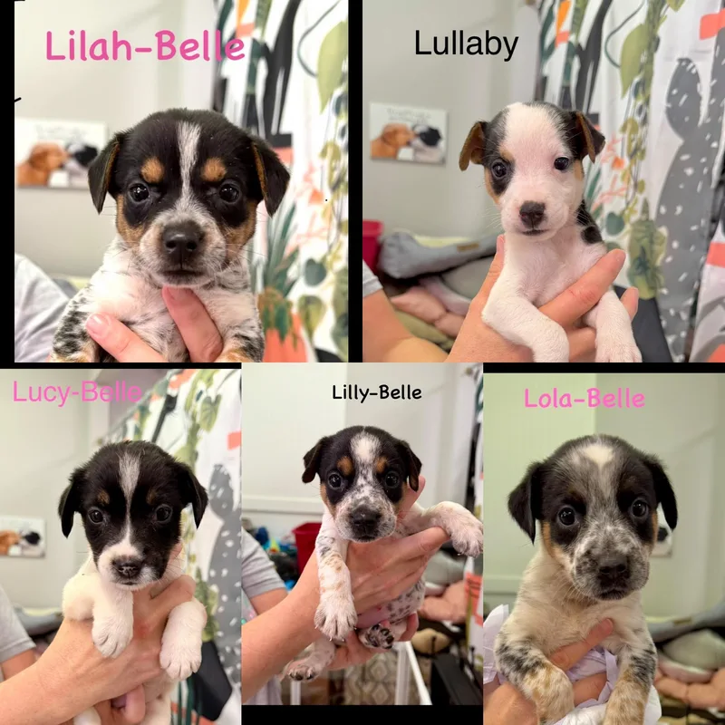 A baby medium-sized female Bicolor Jack Russell Terrier dog named L litter for adoption in seaside heights, NJ