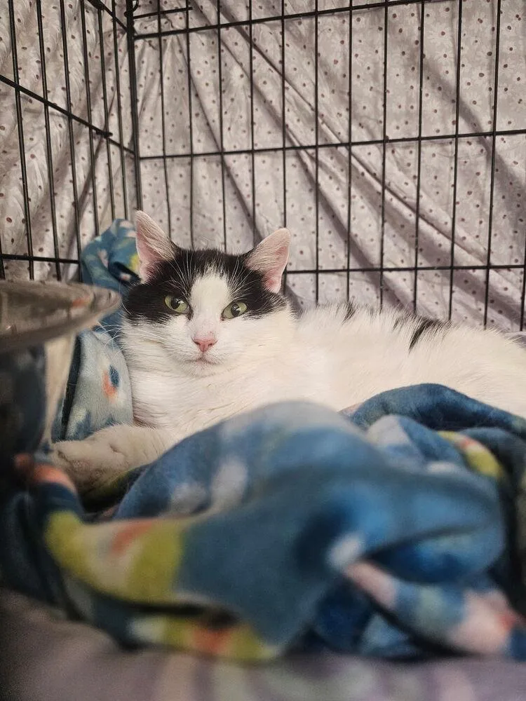 An adult medium-sized female Black & White / Tuxedo Domestic Short Hair cat named Beatrice for adoption in West Mifflin, PA