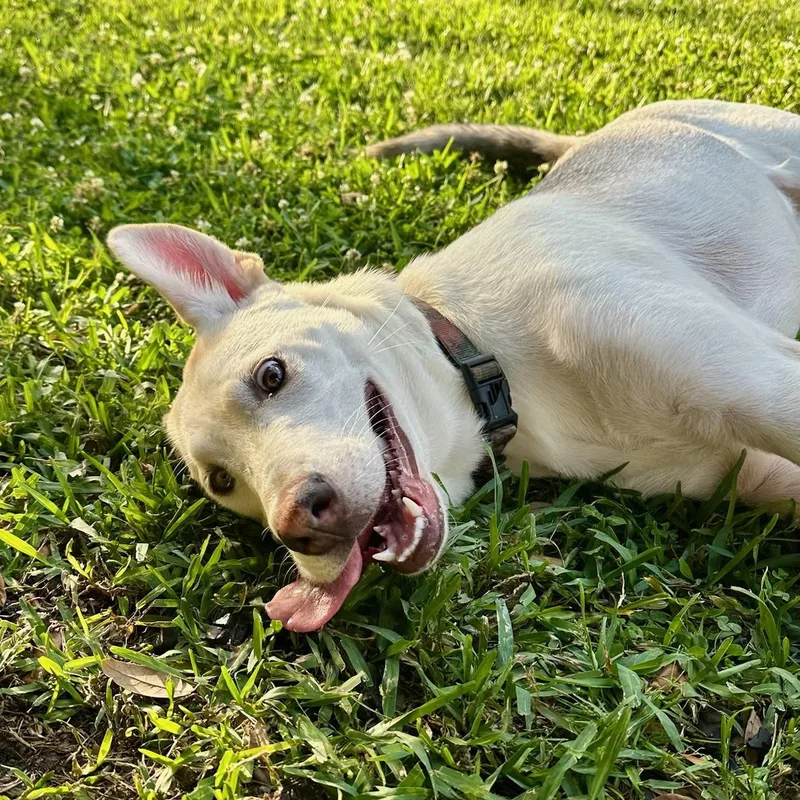 A baby medium-sized female German Shepherd Dog dog named Luna for adoption in Allen, TX