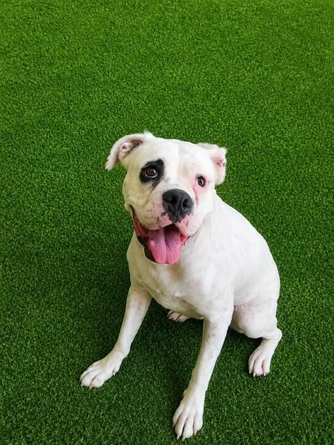 An adult large-sized female Boxer dog named Dot for adoption in Lancaster, CA