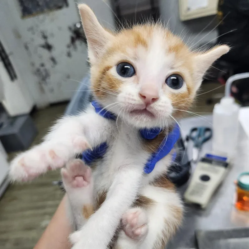 A baby small-sized male Orange / Red Domestic Short Hair cat named Aaron @ Pet Supermarket for adoption in Summerville, SC
