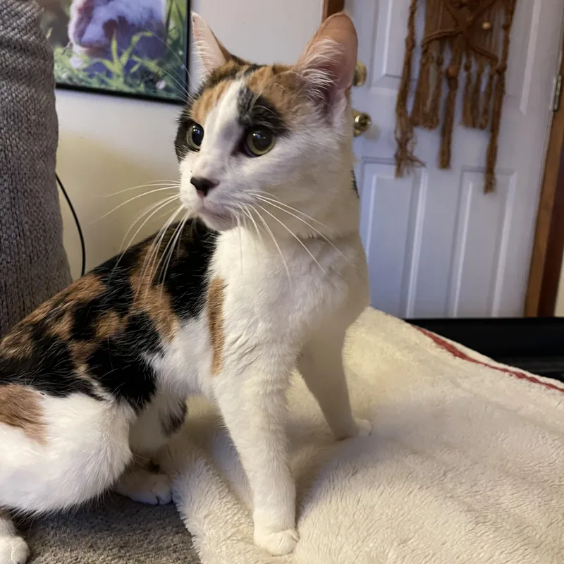 A senior small-sized female Calico cat named Amber for adoption in Scranton, PA