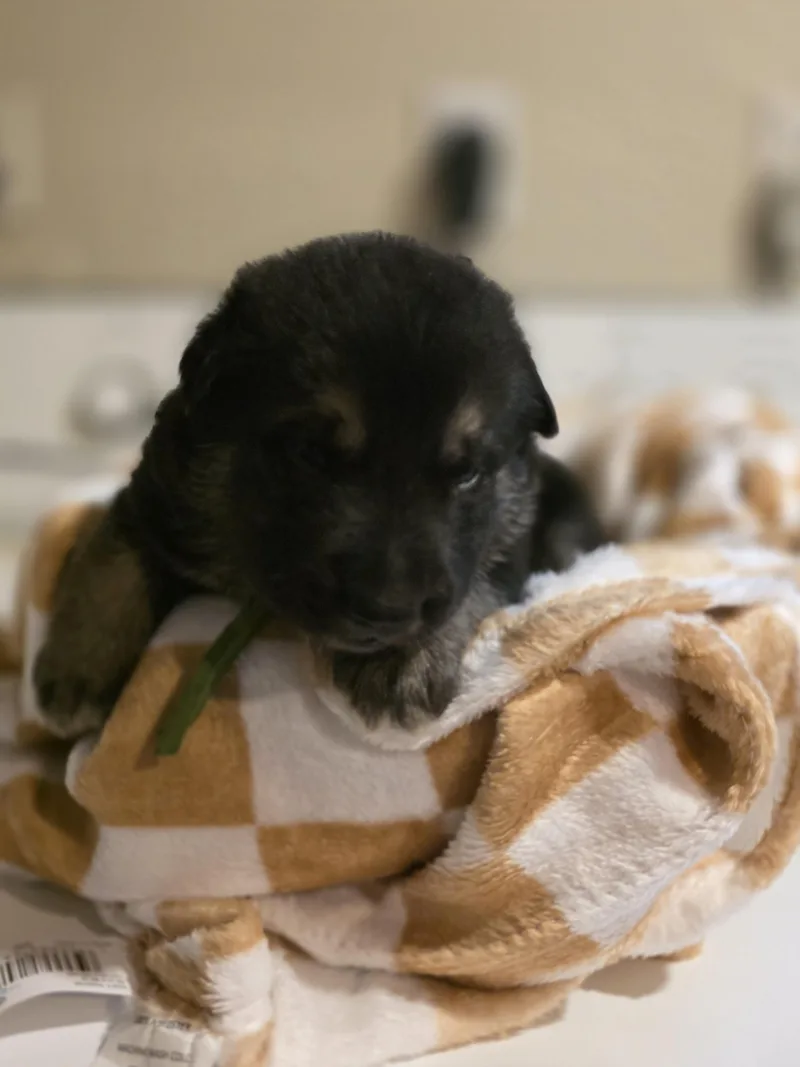 A baby small-sized male Belgian Shepherd / Malinois dog named Rocket  Green Liberty for adoption in Houston , TX
