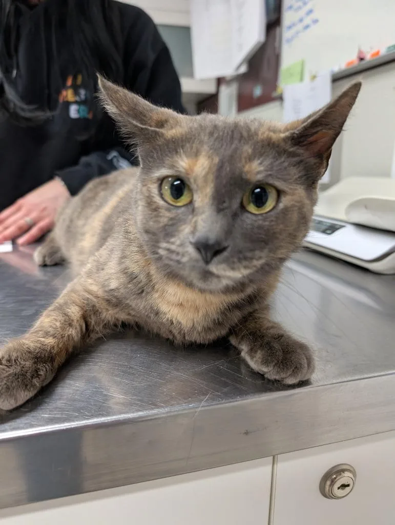 A young medium-sized female Domestic Short Hair cat named Lavender for adoption in Fall River, MA