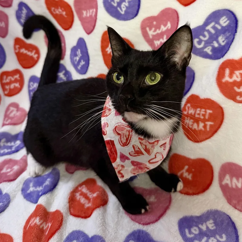 A young medium-sized female Domestic Short Hair cat named Toothless for adoption in Miami, FL