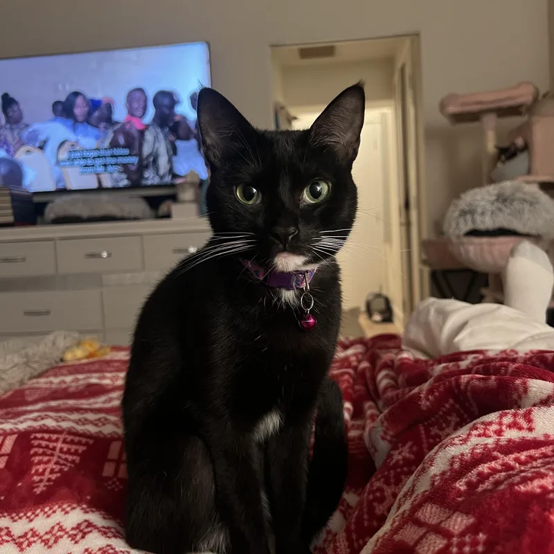 Toothless thumbnail 3