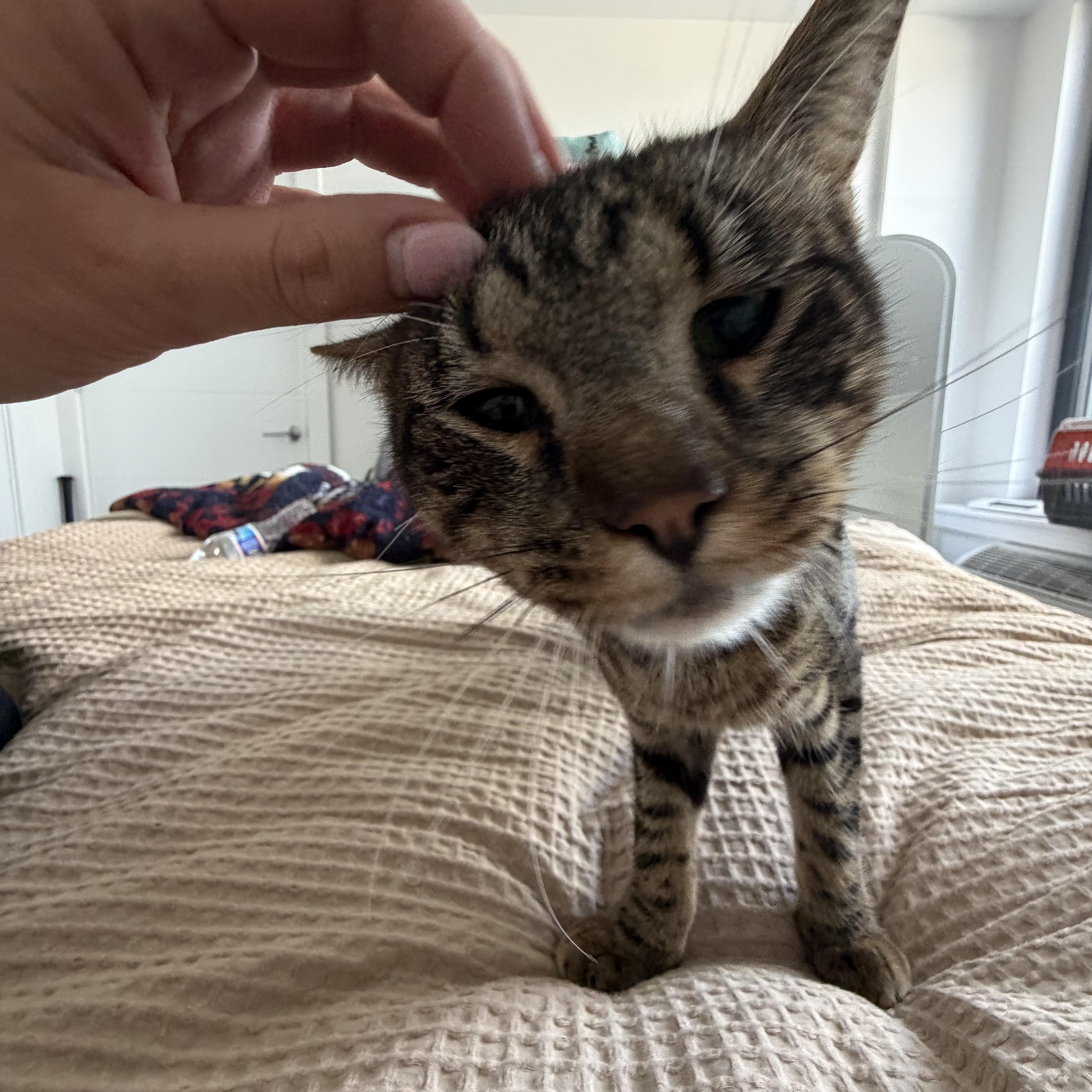 A young medium-sized male Tabby (Brown / Chocolate) Domestic Short Hair cat named Maui for adoption in Bayonne, NJ