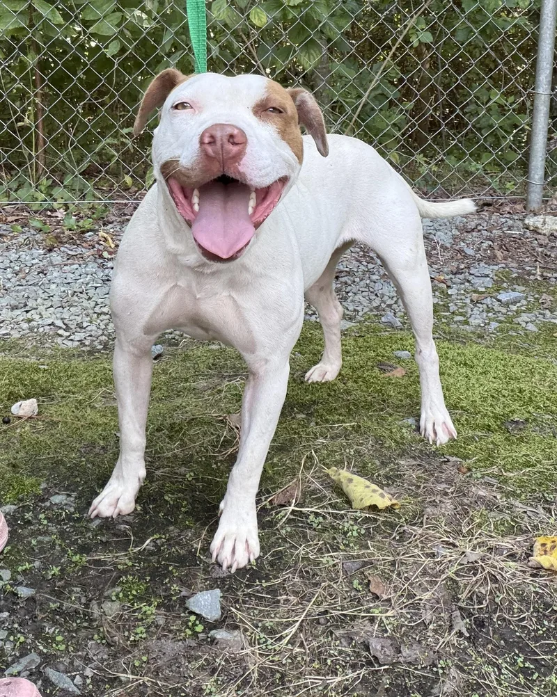 An adult medium-sized female American Staffordshire Terrier dog named Maggie for adoption in Elizabethtown, NC