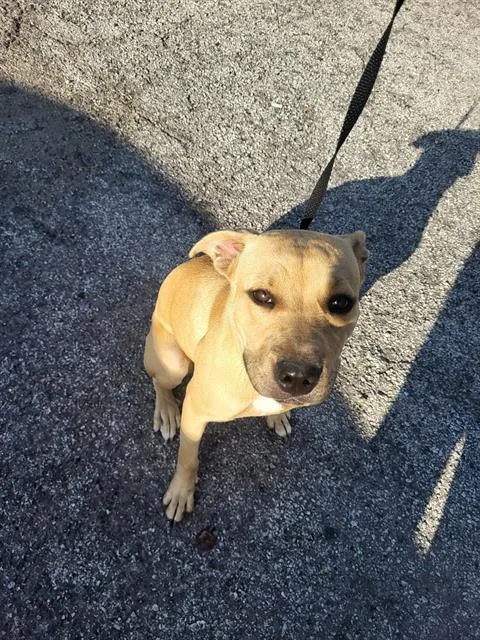 A young medium-sized female American Staffordshire Terrier dog named Muffin for adoption in San Antonio, TX