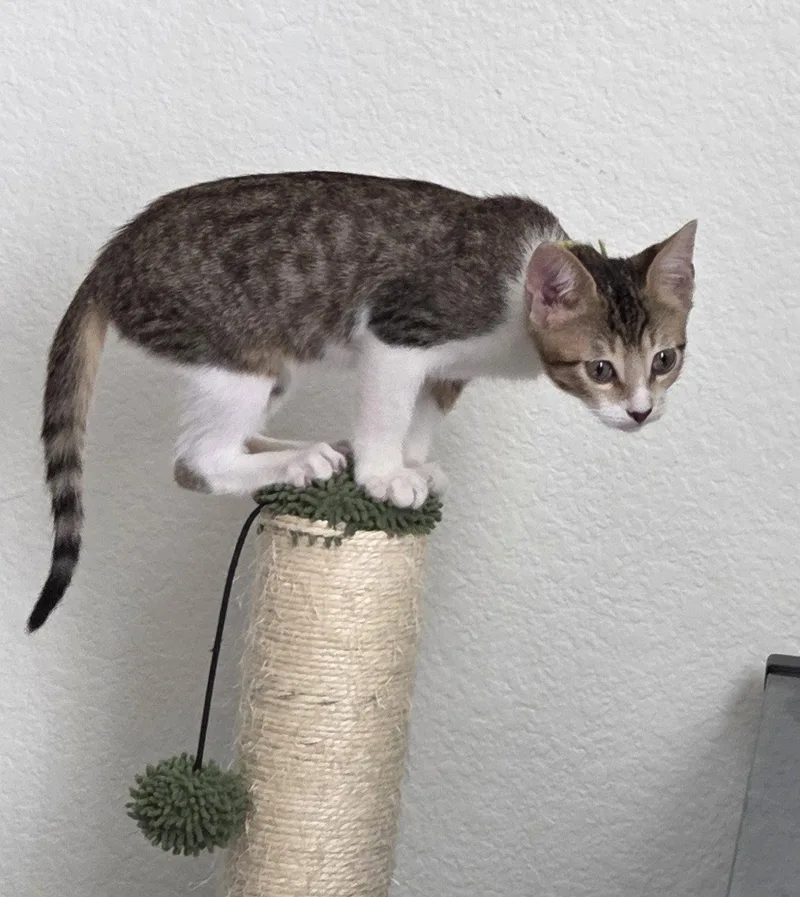 A young medium-sized male Domestic Short Hair cat named Heath for adoption in Aurora, CO