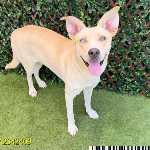 A baby medium-sized female Mixed Breed dog named Rogue for adoption in West Palm Beach, FL