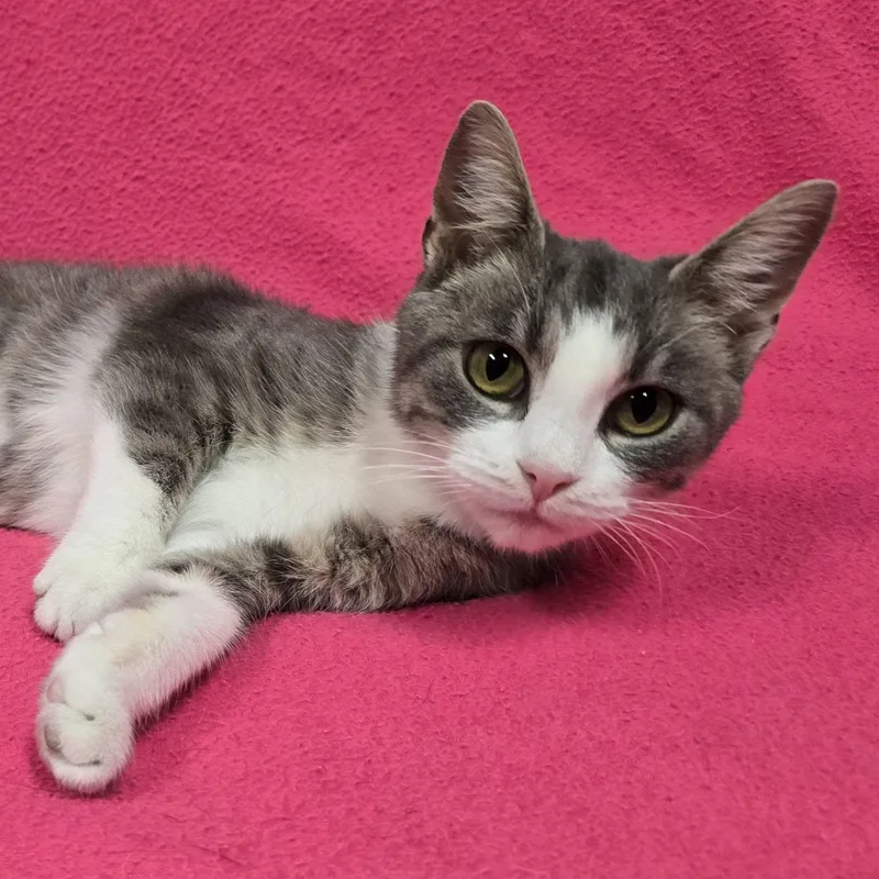An adult medium-sized female Domestic Short Hair cat named Tuna Roll for adoption in Frankfort, IN