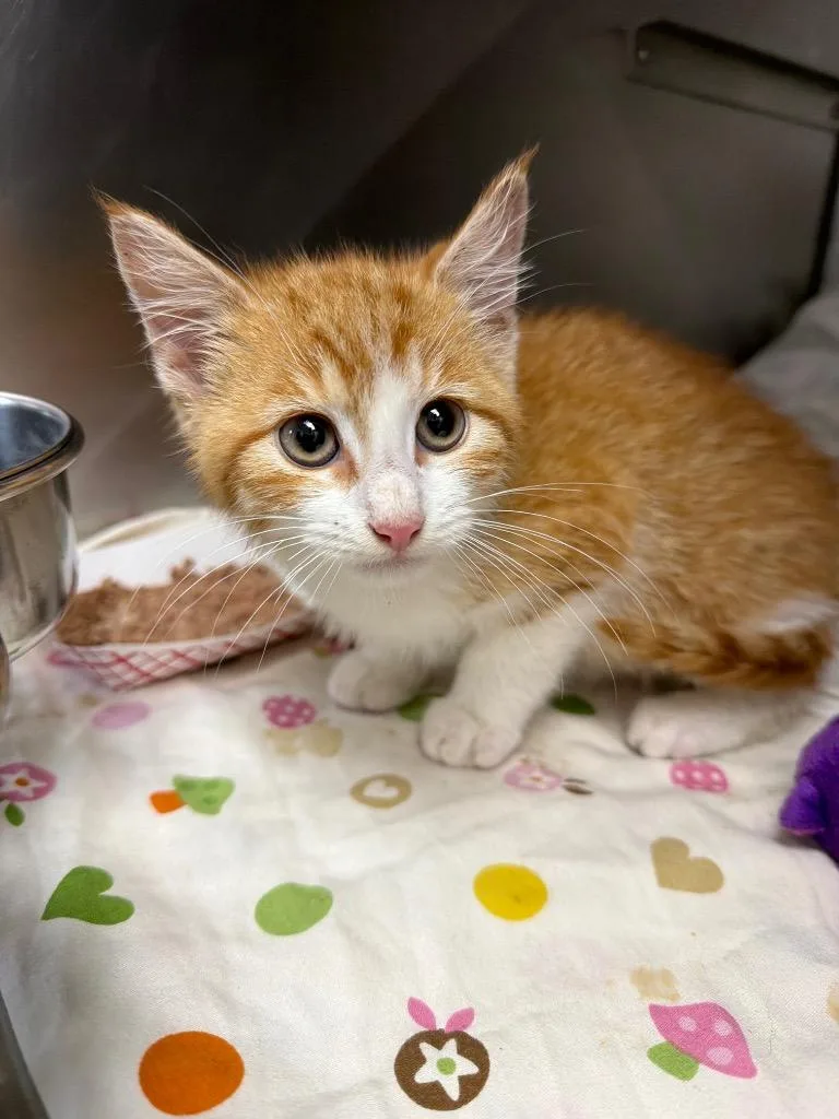 A baby medium-sized male Domestic Short Hair cat named Maxwell for adoption in Pomona, NY