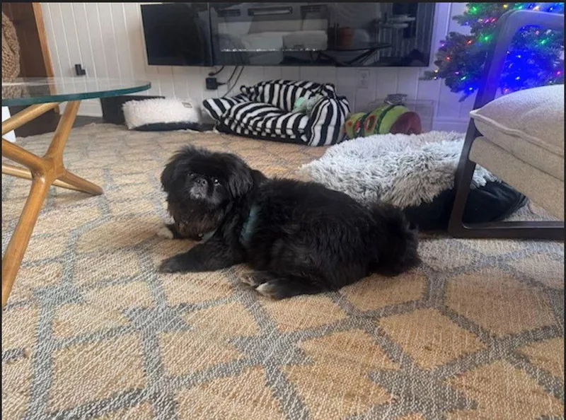 Normanos thumbnail 2