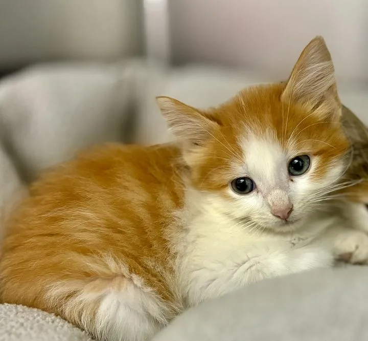A young medium-sized male Orange & White Domestic Long Hair cat named Tajin for adoption in Jackson, MI