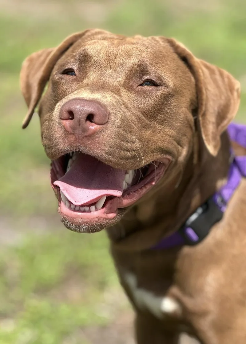 A young large-sized male Brown / Chocolate Pit Bull Terrier dog named Chester for adoption in Palm springs, FL