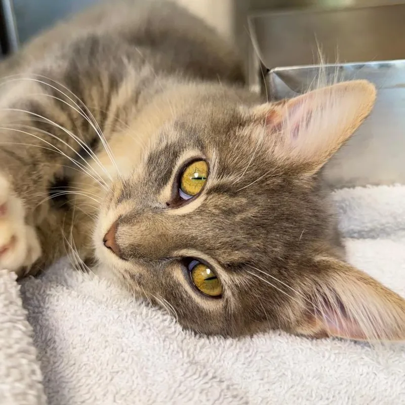 A baby small-sized female Domestic Medium Hair cat named Clover for adoption in Harrisonburg, VA